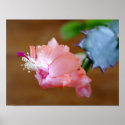 Coral Christmas Cactus posters