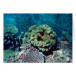 Coral Gardens Greeting Card