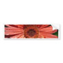 Coral Gerbera Bumper Sticker