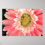 Coral Gerbera Daisy on Canvas Poster