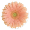Coral Gerbera Daisy Sticker