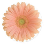 Coral Gerbera Daisy Sticker