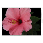 Coral Hibiscus Cards