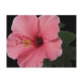Coral Hibiscus Postcards