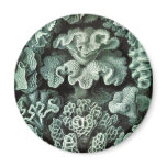 Coral magnets
