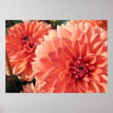 Coral Orange Dahlia posters
