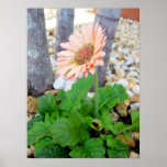 Coral Pink Gerbera, Print