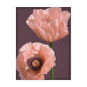 Coral Poppies Postcard