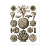 Coral Postcard