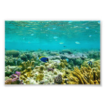 Coral Reef Photo