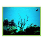 Coral Reef Postcards