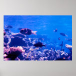 Coral Reef Poster posters