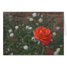 Coral Rose Cards