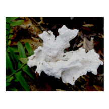 Coral Shelf Fungus Postcard