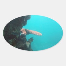 Coral Shelf Oval Sticker