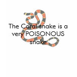 Coral Snake t-shirt