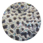 coral sticker