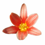 Coral Tulip ~ acrylic Acrylic Cut Outs