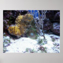 Corals posters