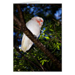 Corella beak bird feathers flying Australian bird cards
