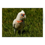 Corella beak bird feathers flying Australian bird cards