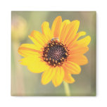 Coreopsis Flower magnets