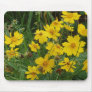 Coreopsis lanceolata mouse pads