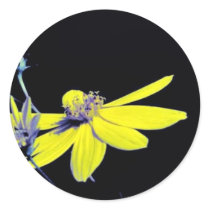 Coreopsis major stickers