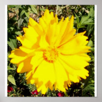 Coreopsis Poster