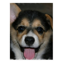 Corgi Dog Postcard