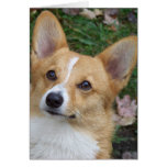 Corgi Face Card