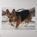 Corgi On the Beach posters