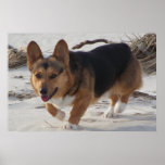 Corgi On the Beach Poster
