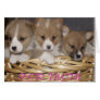 Corgi pups in a basket Mum Card