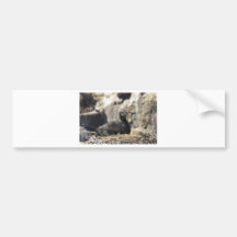 Cormorant Bumper Stickers