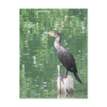 Cormorant  Liberty Park Fallon NV postcards