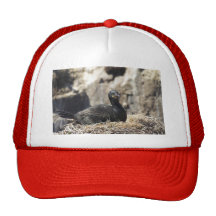 Cormorant Trucker Hat