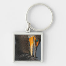 Cormorant up Close Key Chains