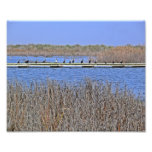 cormorants in a line Photo photography