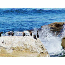 Cormorants Ocean Birds 3 Cut Out