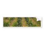 Corn field bumper stickers