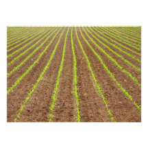 Corn field custom invitation