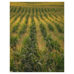 Corn field flyers
