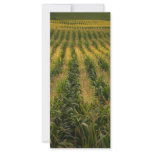 Corn field rack cards