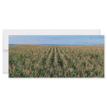 Corn field rack cards