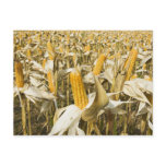 Corn on the Cob Postcard