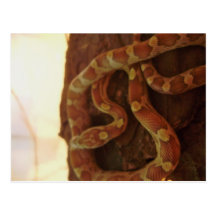 Corn Snake Post Cards