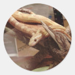 Corn Snake Sticker