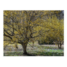 Cornelian Cherry Dogwoods Postcard