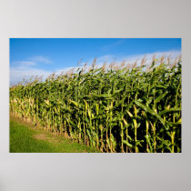 cornfield and sky poster